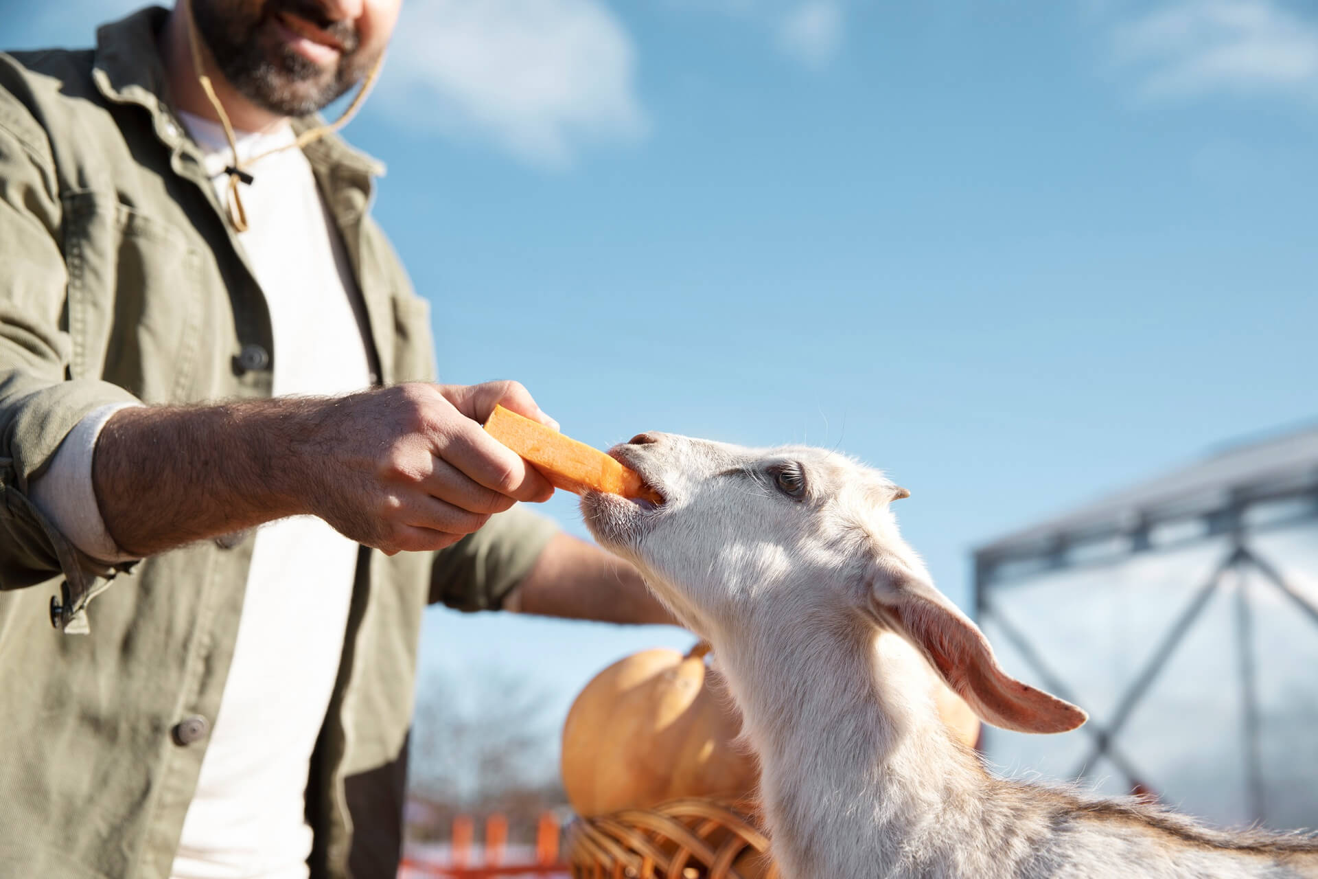 soluzioni aneco per allevamenti, sicure per gli animali
